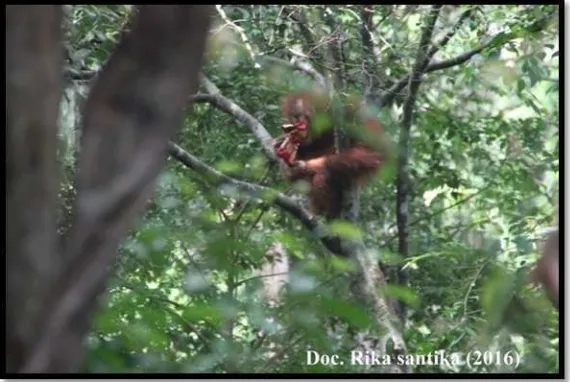 Gambar 4.7 Perilaku Menyimpang Orangutan Saat  Mengkonsumsi Makanan Ringan   