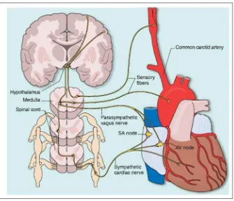 Gambar 4. Susunan Bagian Saraf Otonom yang MengendalikanSistem Kardiovaskular (Brown et al., 2006:182)