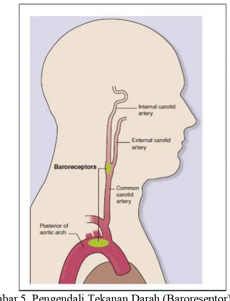 Gambar 5. Pengendali Tekanan Darah (Baroreseptor)(Brown et al.,2006:180)