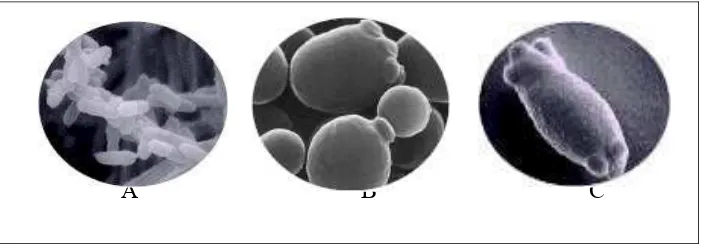 Gambar  2.  (A).  Acetobacter  aerobic,  memproduksi  asam  asetat  dan  asam glukonat;  (B)