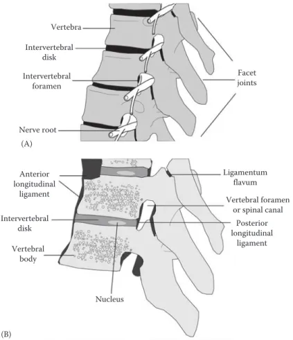 Figure 2.5  View of the lumbar region of the spine—(A) side view and (B) cross section.