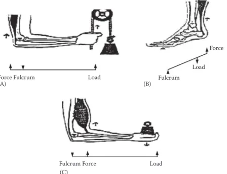 Figure 2.10  Examples of the human body as three types of levers—(A) first-class lever, (B) second- second-class lever, and (C) third-second-class lever.