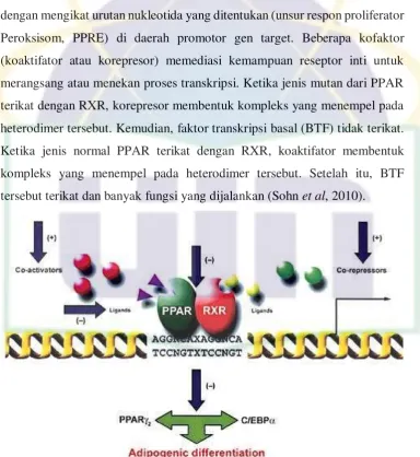 Gambar 2.2. Mekanisme Kerja PPAR Gamma 