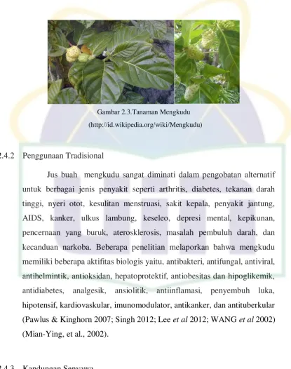 Gambar 2.3.Tanaman Mengkudu 