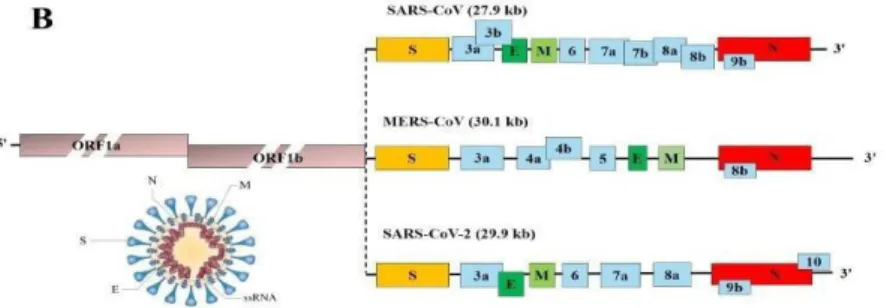 Gambar 4. Struktur dan Genom Virus Corona (Covid-19) Sumber: Jin dkk, 2020