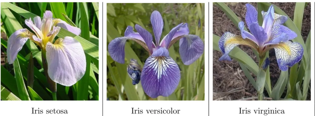 Tabelle 4.11. Iris Spezies.