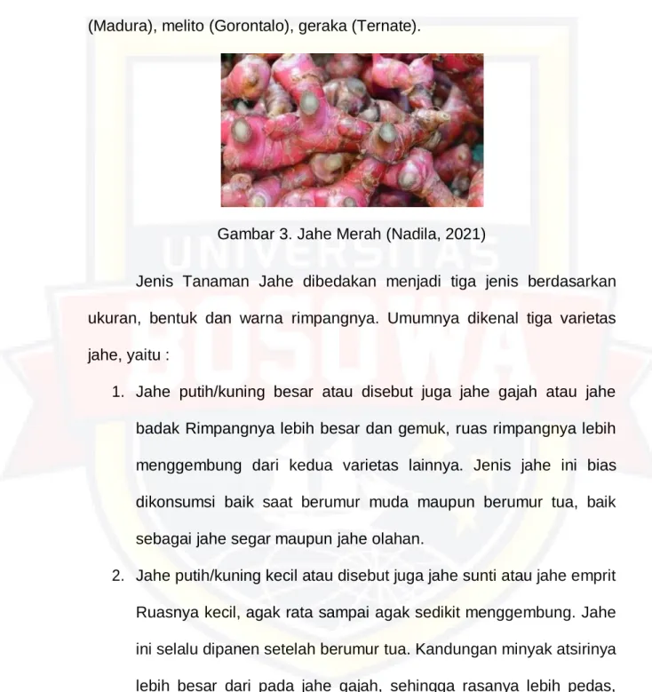 Gambar 3. Jahe Merah (Nadila, 2021) 