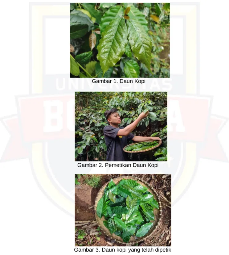 Gambar 1. Daun Kopi 