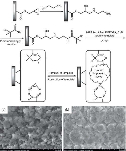 Figure 3.13  Synthetic approach for the surface modifications of P(GMA‐co‐EDMA) monolith with  ethylenediamine, 2‐bromoisobutyryl bromide, and surface grafting of protein‐imprinted PNIPAAm  layer