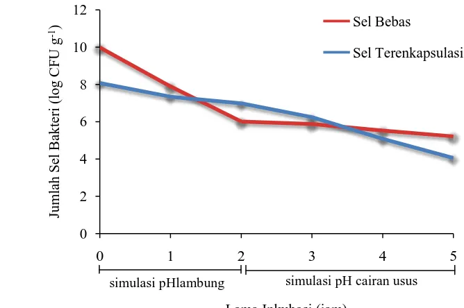 Gambar 4.5. Grafik populasi sel bebas dan sel terenkapsulasi BAL isolat PG 7 pada kondisi simulasi pH lambung dan cairan usus 