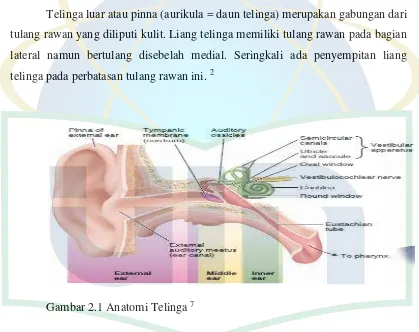 Gambar 2.1 Anatomi Telinga 7 
