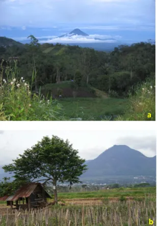 Figure 2.  The agricultural tourism destinations in  EastJava  and  the  Coastal  Tourism  object  in  Lombok  Island,  Indonesia  (Source  :Personal  Documentation,  2012)