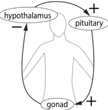 Figure 4.10: In mammals, the Hypothalamic-Pituitary-Gonad system forms a negative feedback loop.