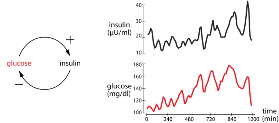 Figure 1.5: Feedback dynamics. Glucose and insulin concentrations in the blood of a person receiving a constant IV glucose infusion (Sturis et al