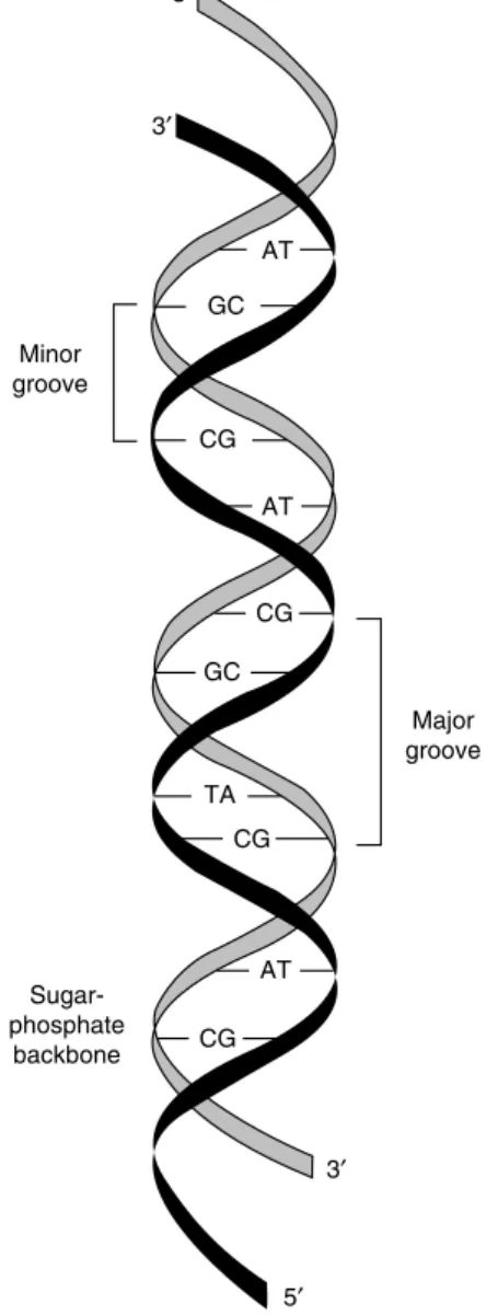 Figure 1.2  Double-stranded DNA. The two DNA strands are oriented  in an antiparallel relationship, with asymmetric base pairing of two  DNA strands that generates the minor and major grooves of the DNA  DOUBLE HELIX 2EPRINTED WITH PERMISSION FROM ,EONARD 
