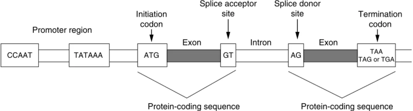 Figure 1.5 'ENE STRUCTURE 'ENE STRUCTURE DEPICTING CODING AND NONCODING REGIONS OF THE EUKARYOTIC GENE 2EPRINTED WITH PERMISSION FROM ,EONARD $ $IAGNOSTIC -OLECULAR 0ATHOLOGY n #OPYRIGHT %LSEVIER  