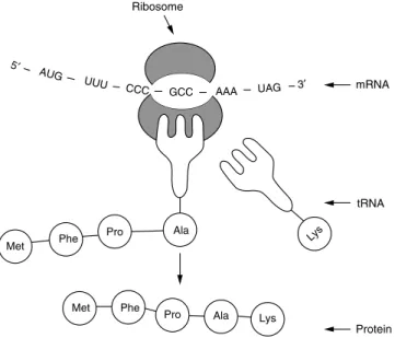 Figure 1.6  RNA translation. RNA is translated through binding events  between the mRNA, a ribosome, tRNA, and amino acids, resulting in  the production of a protein polypeptide chain