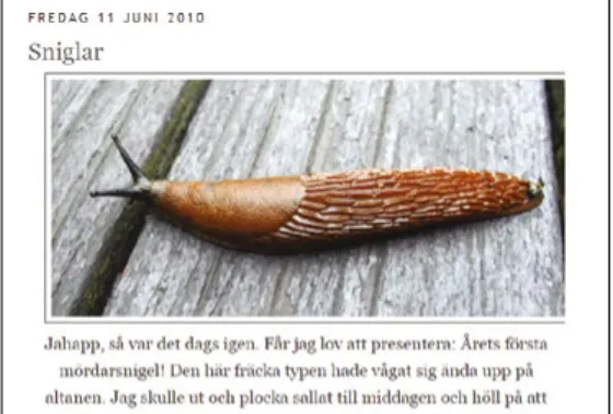 Fig. 5.2 The first Spanish slug in the garden (Trädgårdstoken, http://www.