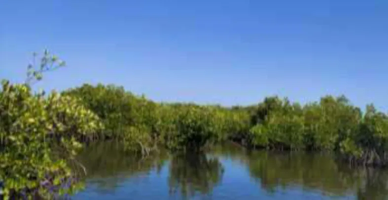 Gambar 8. Spesies dominan (Rhizophora mucronata) yang menghuni kawasan mangrove Pulau Tanakeke  Kabupaten Takalar