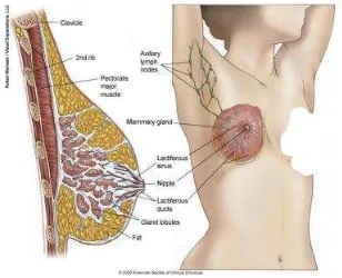 Gambar 5. Anatomi Payudara (http://www.asco.com, 2014) 