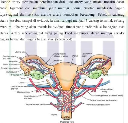 Gambar 2. Vaskularisasi organ reproduksi wanita 