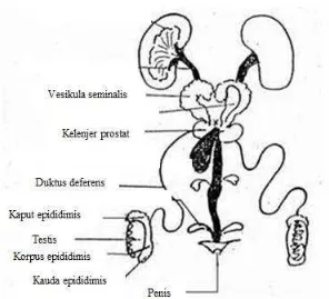 Gambar 2.2. Anatomi sistem reproduksi tikus jantan 