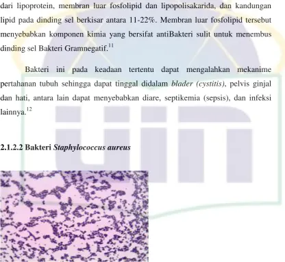 Gambar 2. 2 Bakteri Staphylococcus aureus 