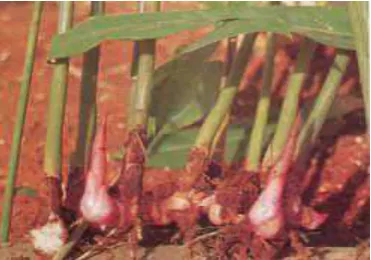 Gambar 2.3 Lengkuas Merah ( Alpinia purpurata K.Schum ) 