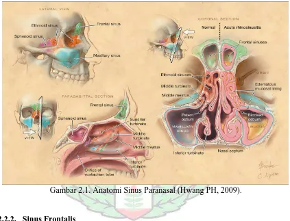 Gambar 2.1. Anatomi Sinus Paranasal (Hwang PH, 2009). 