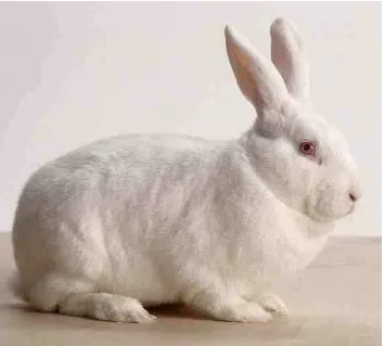 Figure 1. New Zealand White rabbits 