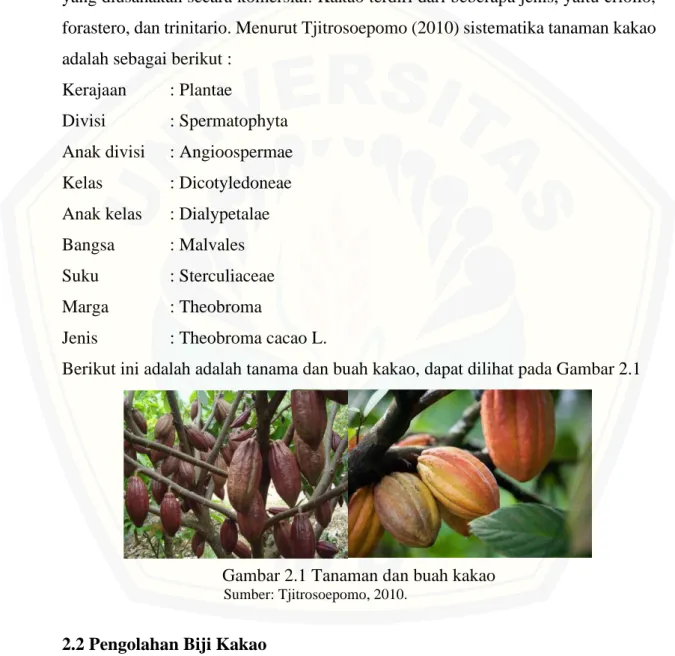 Gambar 2.1 Tanaman dan buah kakao 