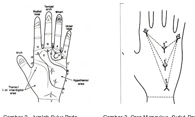 Gambar 2.  Jumlah Sulur Pada   Pada telapak tangan (gambar 2 dan 3) biasanya ditemukan 5 triradius, 4 Gambar 3
