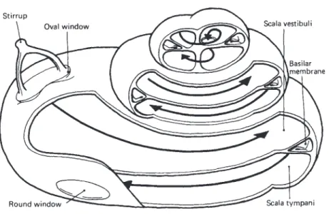 Figure 2. Bony cochlea section after Bilsom International Ltd