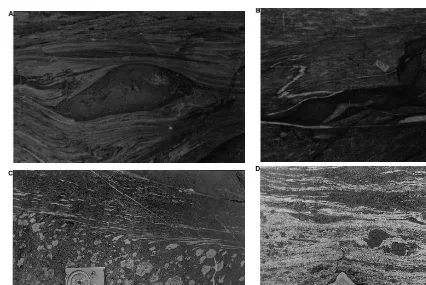 Fig. 8. Dextral shear in the Kochinny Cape study area as shown by: (A) strongly sheared and boudinised maﬁc dyke in intenselysheared gabbro-anorthosite, (B) shear zones crossing maﬁc dykes in gabbro-anorthosite, (C) sheared north-eastern margin of aNW-tren