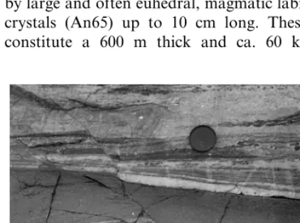 Fig. 4. Anastomosing maﬁc dykes cross-cutting foliated andmetamorphosed anorthosite and gabbro-anorthosite