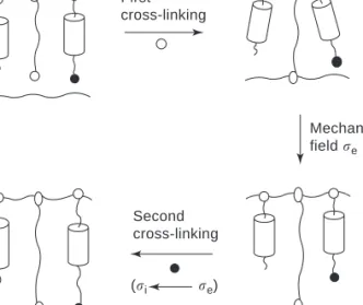 Figure 3.9. Preparation of LCEs by the two-step method. Source: Ku¨pfer and Finkelmann, 1994.