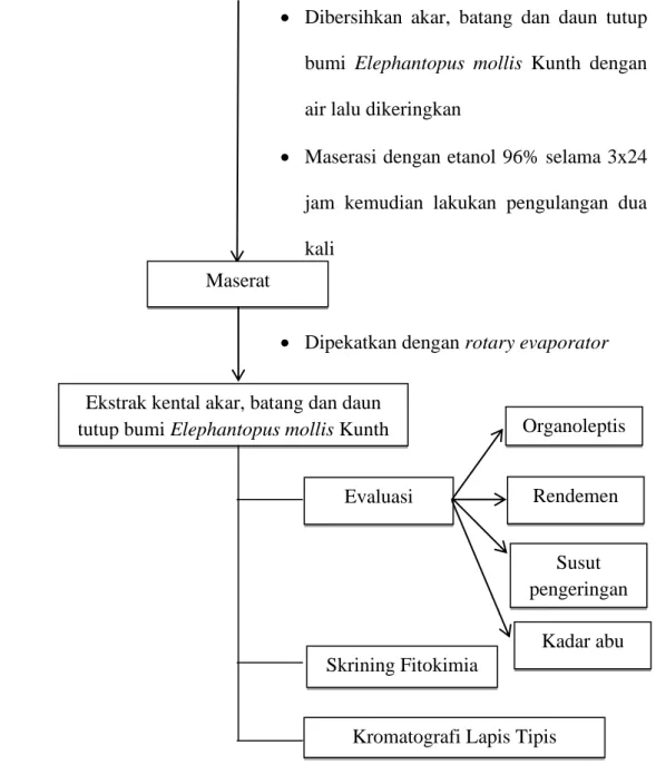 Gambar 9 .  Skema  Kerja  Analisis  Golongan  Senyawa  Ekstrak  Etanol  Akar,  Batang dan Daun Tutup Bumi Elephantopus mollis Kunth
