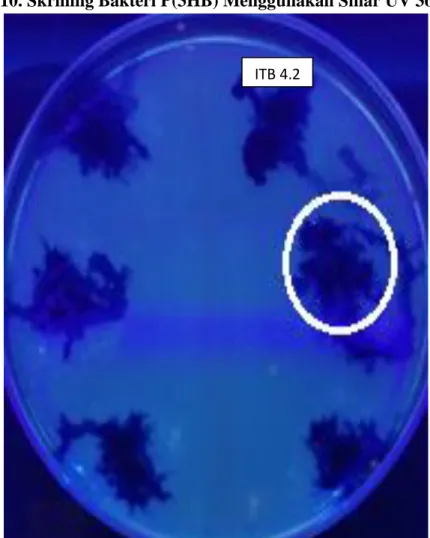 Gambar 5. Skrining Bakteri Penghasil P(3HB) dengan Larutan Nile Blue A pada           media CPO Bakto Agar, Kode Isolat ITB 4.2 