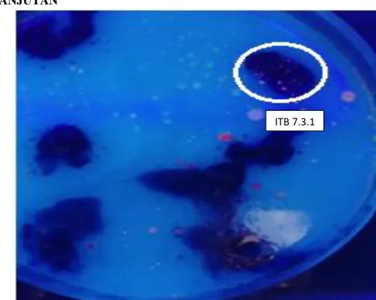 Gambar 6. Skrining Bakteri Penghasil P(3HB) dengan Larutan Nile Blue A pada           media CPO Bakto Agar, Kode Isolat ITB 7.3.1 