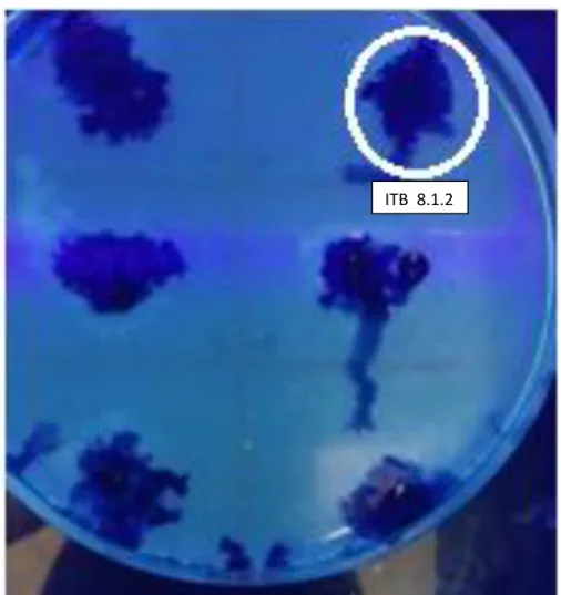 Gambar 7. Skrining Bakteri Penghasil P(3HB) dengan Larutan Nile Blue A pada           media CPO Bakto Agar, Kode Isolat ITB 8.1.2 