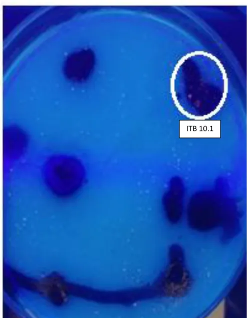 Gambar 8. Skrining Bakteri Penghasil P(3HB) dengan Larutan Nile Blue A pada           media CPO Bakto Agar, Kode Isolat ITB 10.1 