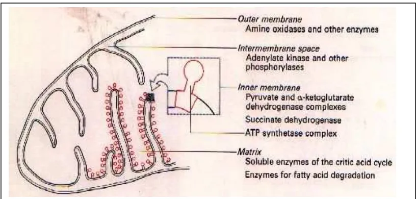 Gambar :   Kompartemantasi sistem enzim daur Krebs dalam   mitokondria 