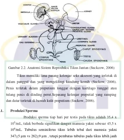 Gambar 2.2. Anatomi Sistem Reproduksi Tikus Jantan (Suckcow, 2006) 