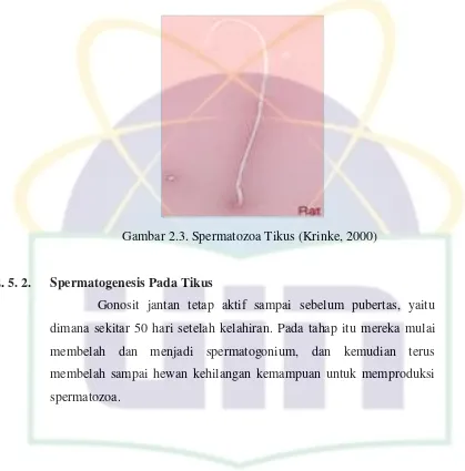 Gambar 2.3. Spermatozoa Tikus (Krinke, 2000) 