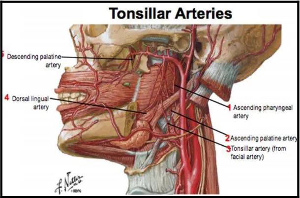 Gambar 2.5 :Vaskularisasi Tonsil 