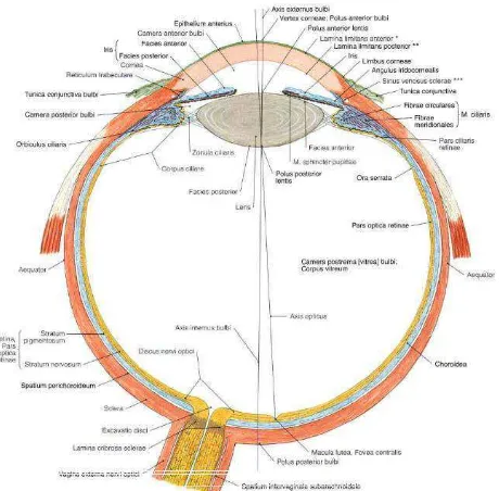 Gambar 2.1 Bola Mata Sumber: Sobotta, Volume 1, Edisi ke-14 
