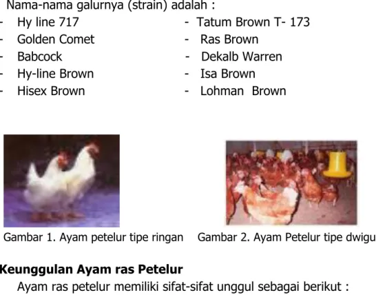 Gambar 1. Ayam petelur tipe ringan    Gambar 2. Ayam Petelur tipe dwiguna  Keunggulan Ayam ras Petelur 