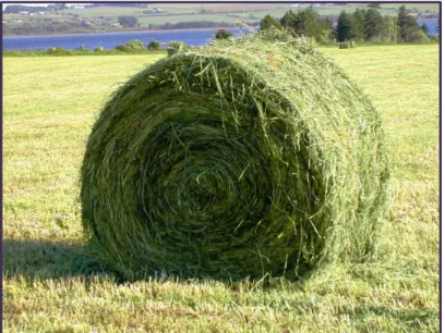 Gambar 2. Pemanenan hiauan langsung digulung dan dijemur menjadi hay   Syarat hijauan pakan ternak yang dibuat Hay : 