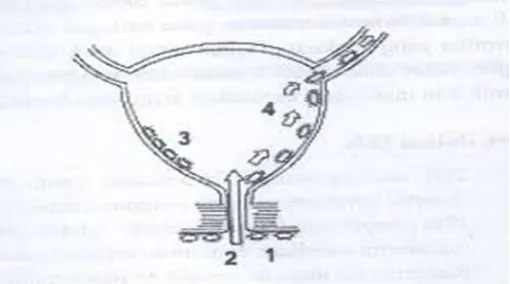 Gambar 2-1. Masuknya kuman secara ascending ke dalam saluran kemih, (1) Kolonisasi kuman di sekitar uretra, (2) masuknya kuman melalui uretra ke buli-buli, (3) penempelan kuman pada dinding buli-buli, (4) masuknya kuman melalui ureter ke ginjal ( Purnomo, 2003 ) 