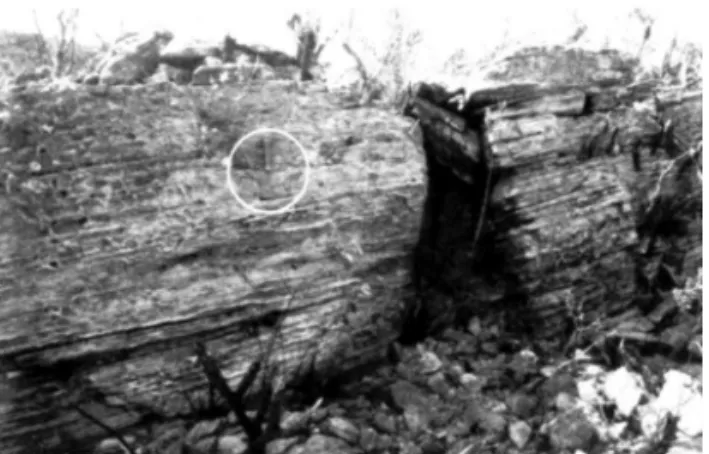 Fig. 6. Photograph showing sheet-flood sandstones of the Olaria braidplain deposits. Note hammer (circled) for scale.